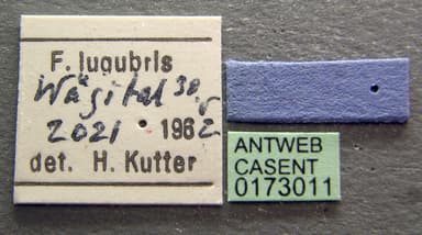 Formica lugubris photo 8