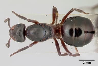 Formica lugubris — queen photo 10