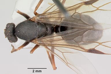Formica lugubris — queen photo 11