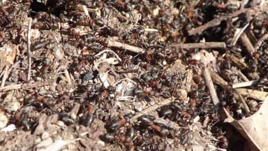 Formica lugubris photo 13