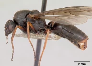 Formica lugubris — queen photo 14