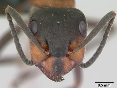 Formica lugubris — queen photo 15