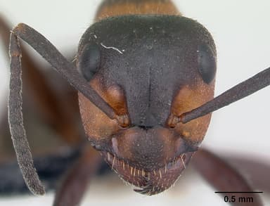 Formica lugubris — queen photo 16