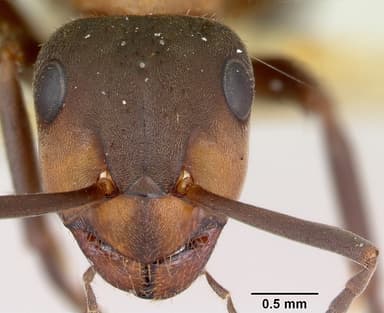 Formica lugubris — queen photo 17
