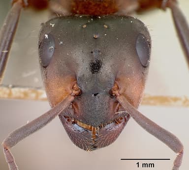 Formica lugubris — queen photo 18