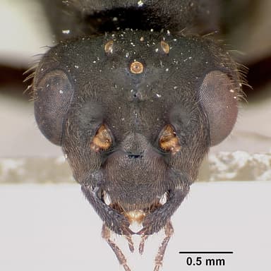 Formica lugubris — queen photo 19