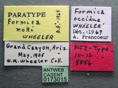 Formica moki photo 6