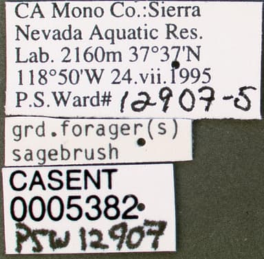 Formica neogagates photo 5