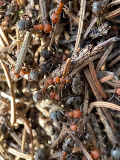 Formica obscuripes photo 14