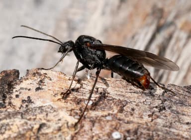 Formica obscuripes — queen photo 22