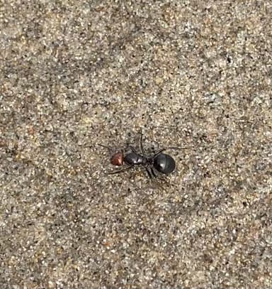 Formica obscuripes photo 42
