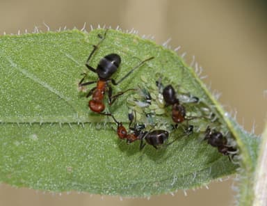 Formica obscuripes photo 43
