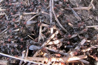 Formica obscuripes photo 46