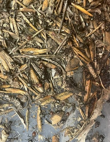 Formica obscuripes photo 48