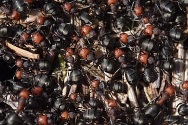 Formica obscuripes — colony photo 51