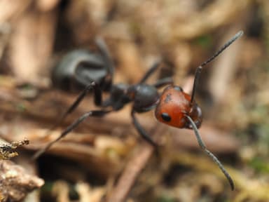 Formica obscuripes photo 65