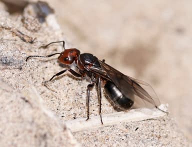 Formica obscuripes photo 74