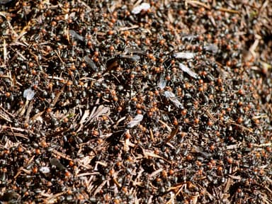 Formica obscuripes photo 78