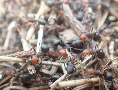 Formica obscuripes photo 81