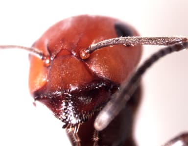 Formica obscuripes photo 85