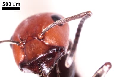 Formica obscuripes photo 86
