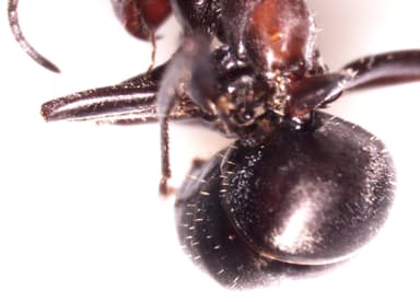 Formica obscuripes photo 89