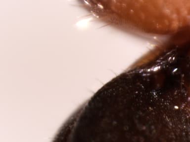 Formica obscuripes photo 90