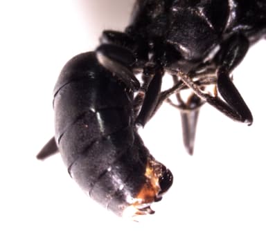 Formica obscuripes photo 94