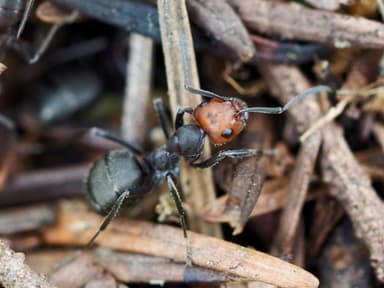 Formica obscuripes photo 106