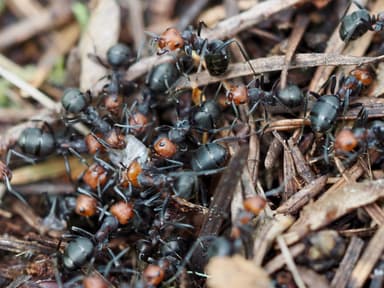 Formica obscuripes photo 107