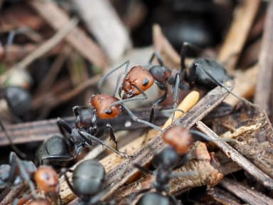 Formica obscuripes photo 109