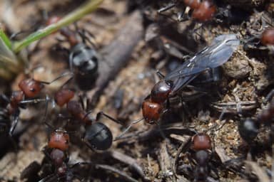 Formica obscuripes — queen photo 111