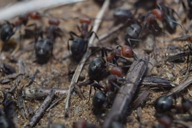 Formica obscuripes — queen photo 112