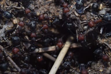 Formica obscuripes — queen photo 113