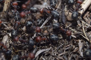 Formica obscuripes — queen photo 114