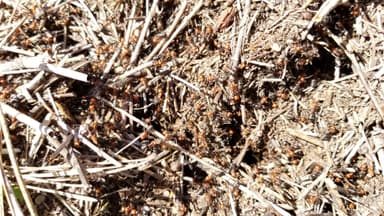 Formica obscuripes photo 116