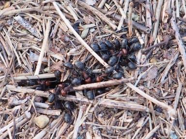 Formica obscuripes photo 117