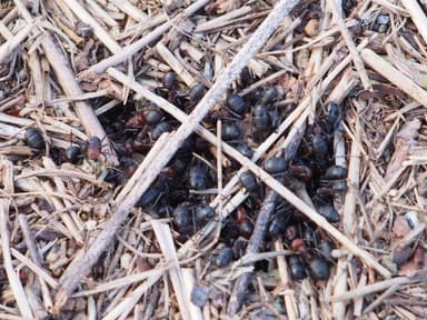 Formica obscuripes photo 118