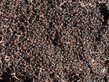 Formica obscuripes photo 134
