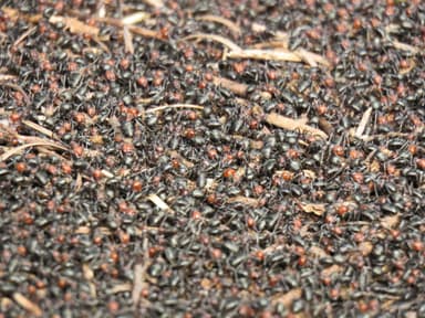 Formica obscuripes photo 137