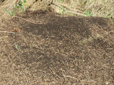 Formica obscuripes photo 138