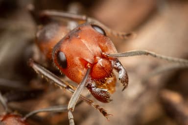 Formica obscuripes photo 139