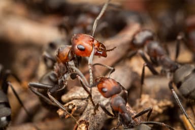Formica obscuripes photo 140