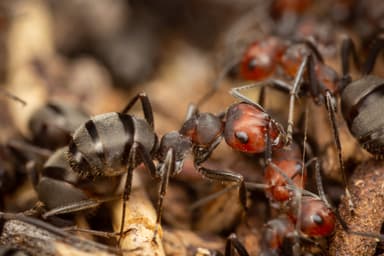 Formica obscuripes photo 142