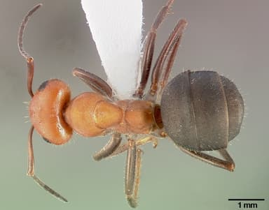 Formica obscuripes — queen photo 7