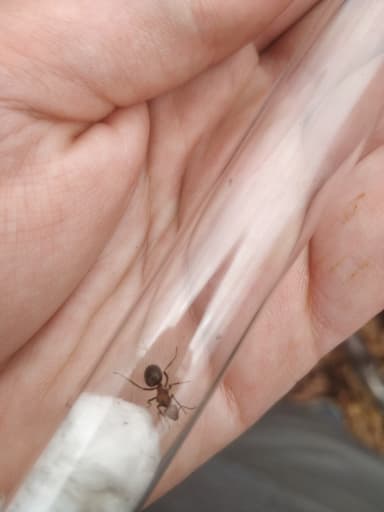 Formica obscuriventris — queen photo 9