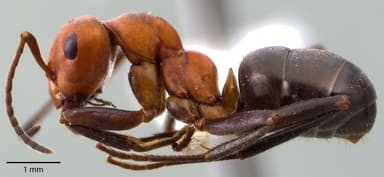 Formica obscuriventris photo 19