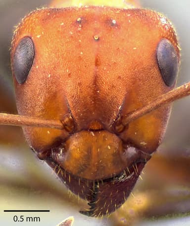 Formica obscuriventris photo 21