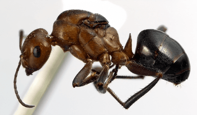 Formica obscuriventris photo 22