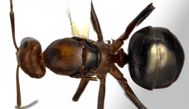 Formica obscuriventris photo 23